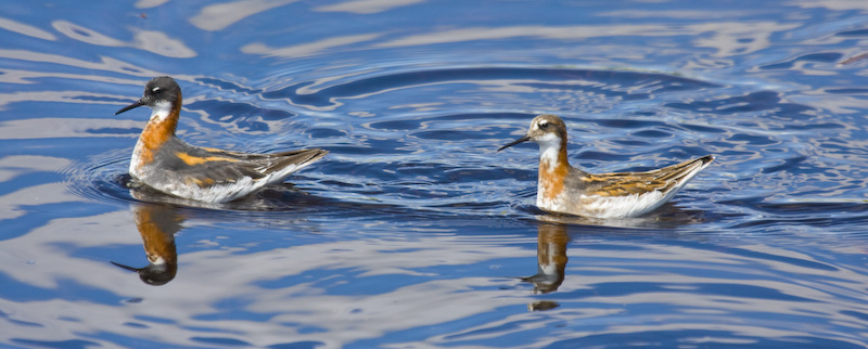 Red-Necked Phalaropes